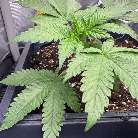 Kalini Asia growlog timeline photo