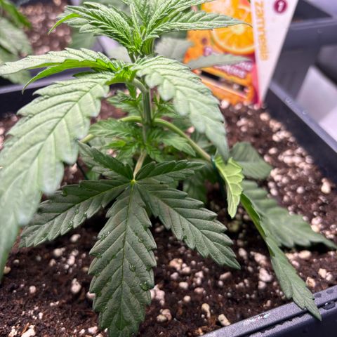 Tropicana Cookies growlog timeline photo