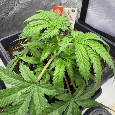Watermelon Candy growlog timeline photo