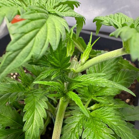 Watermelon Candy growlog timeline photo
