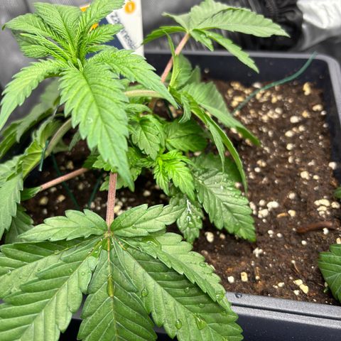 Kalini Asia growlog timeline photo