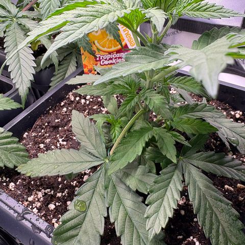 Tropicana Cookies growlog timeline photo