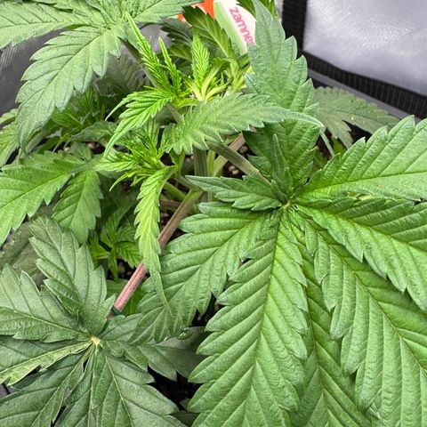 Watermelon Candy growlog timeline photo