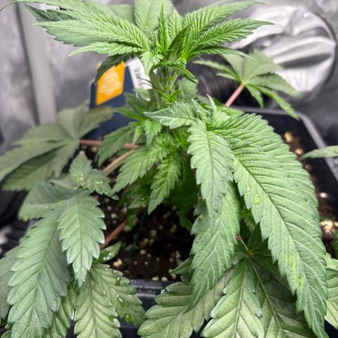 Kalini Asia growlog timeline photo