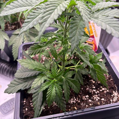Tropicana Cookies growlog timeline photo