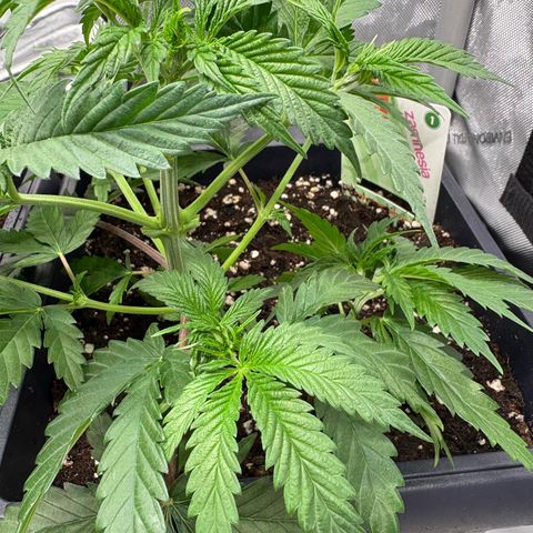 Watermelon Candy growlog timeline photo