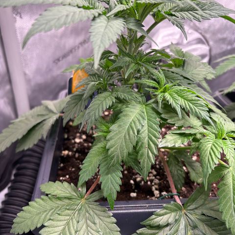Kalini Asia growlog timeline photo