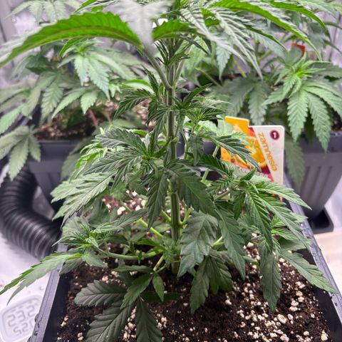Tropicana Cookies growlog timeline photo