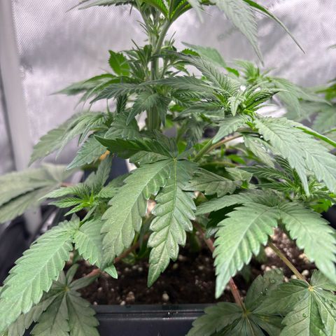 Kalini Asia growlog timeline photo