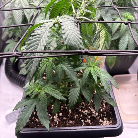 Tropicana Cookies growlog timeline photo