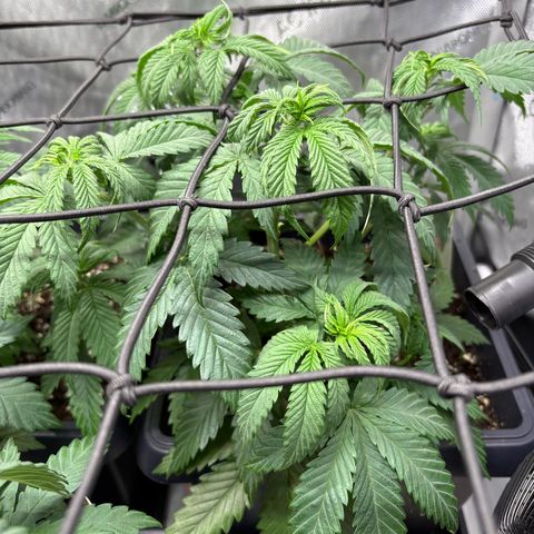 Watermelon Candy growlog timeline photo