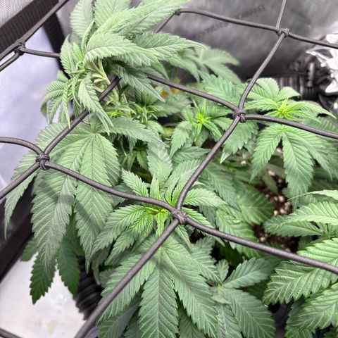 Kalini Asia growlog timeline photo