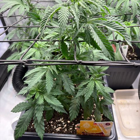 Tropicana Cookies growlog timeline photo
