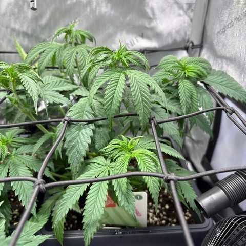 Watermelon Candy growlog timeline photo