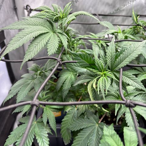 Kalini Asia growlog timeline photo