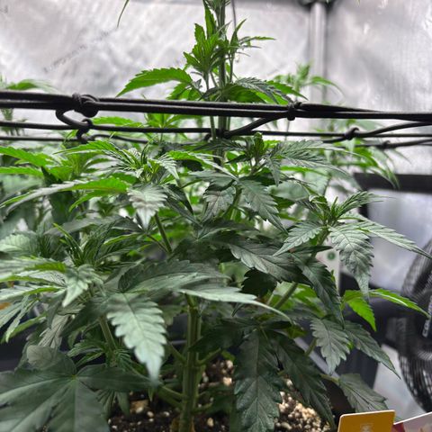 Tropicana Cookies growlog timeline photo
