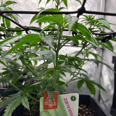 Watermelon Candy growlog timeline photo