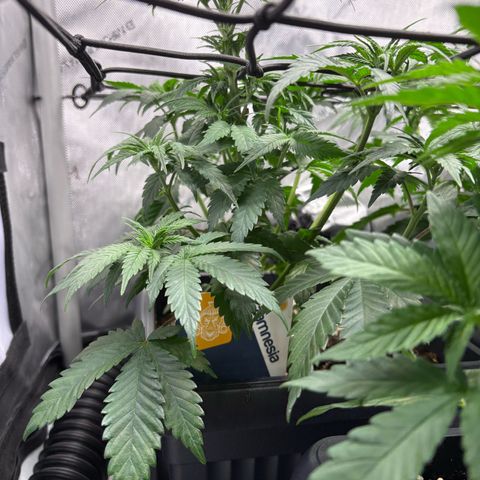 Kalini Asia growlog timeline photo