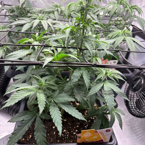 Tropicana Cookies growlog timeline photo