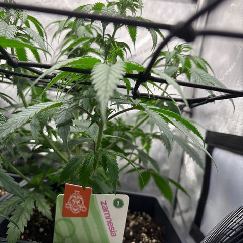 Watermelon Candy growlog timeline photo