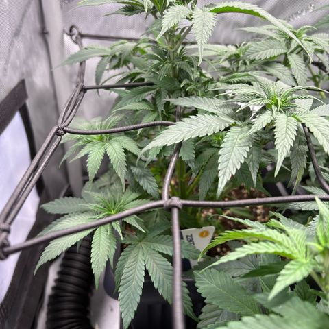 Kalini Asia growlog timeline photo