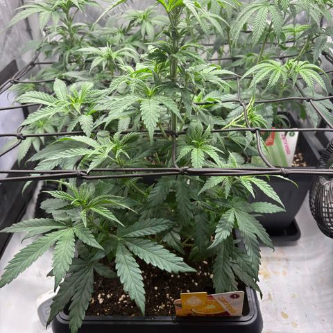 Tropicana Cookies growlog timeline photo