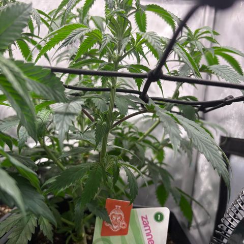 Watermelon Candy growlog timeline photo