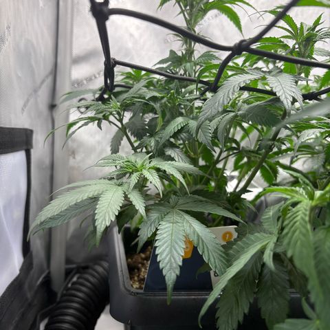 Kalini Asia growlog timeline photo