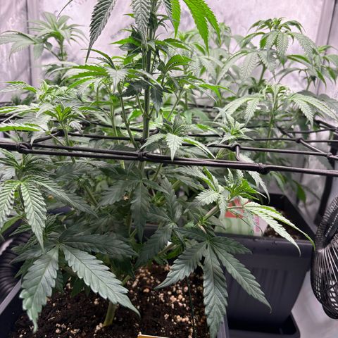 Tropicana Cookies growlog timeline photo
