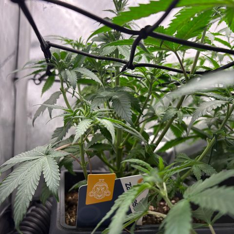 Kalini Asia growlog timeline photo