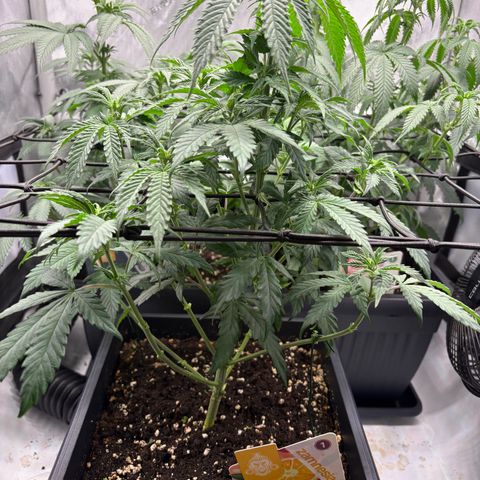 Tropicana Cookies growlog timeline photo