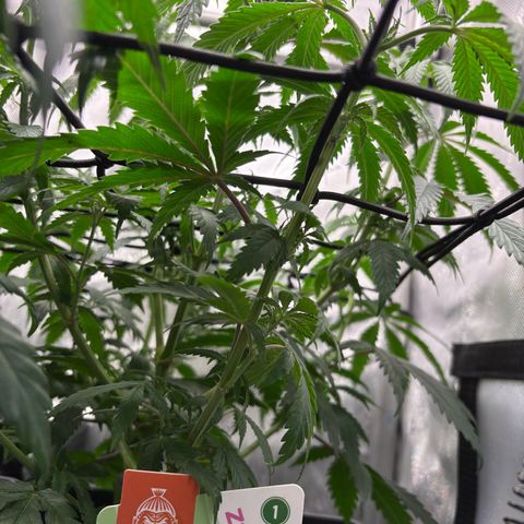 Watermelon Candy growlog timeline photo