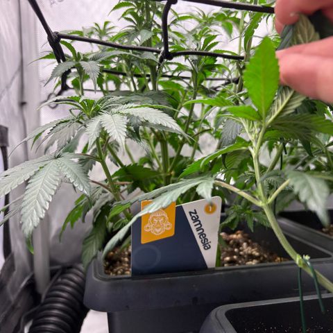 Kalini Asia growlog timeline photo