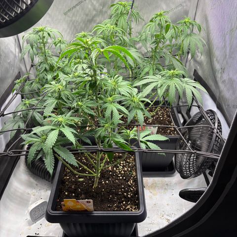 Tropicana Cookies growlog timeline photo