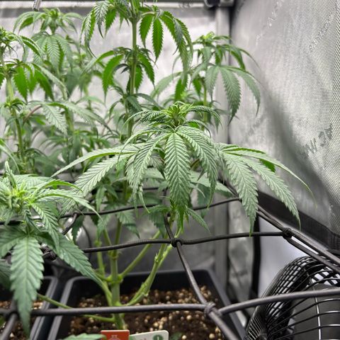 Watermelon Candy growlog timeline photo