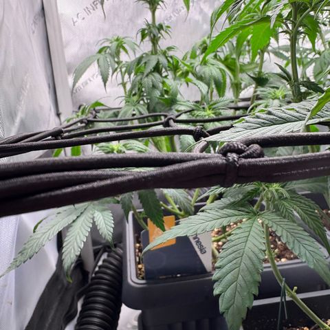Kalini Asia growlog timeline photo