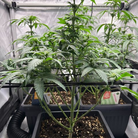 Tropicana Cookies growlog timeline photo