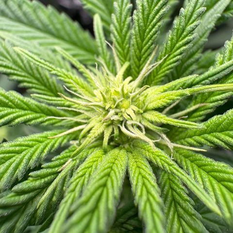 Tropicana Cookies growlog timeline photo