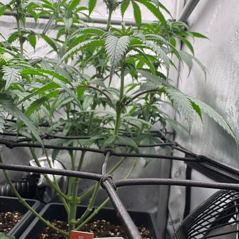 Watermelon Candy growlog timeline photo