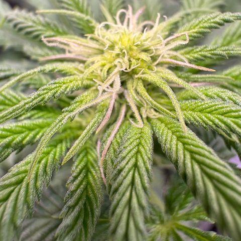 Watermelon Candy growlog timeline photo