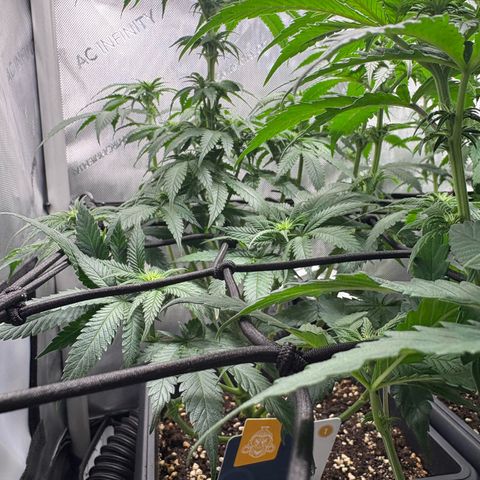 Kalini Asia growlog timeline photo