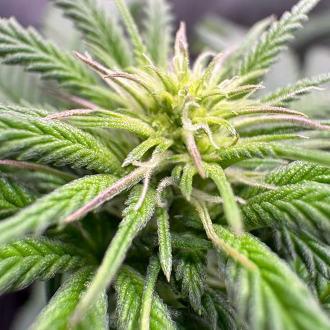 Kalini Asia growlog timeline photo