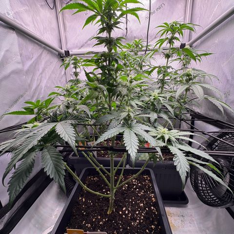 Tropicana Cookies growlog timeline photo