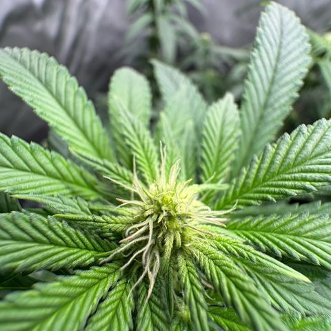 Tropicana Cookies growlog timeline photo
