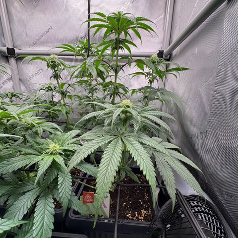 Watermelon Candy growlog timeline photo