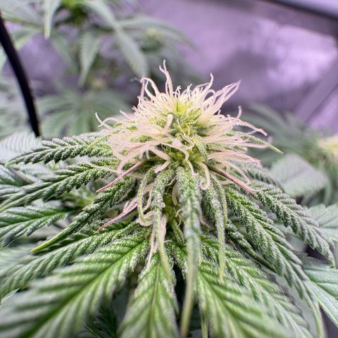 Watermelon Candy growlog timeline photo