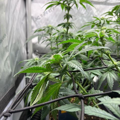 Kalini Asia growlog timeline photo