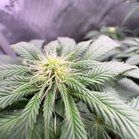 Kalini Asia growlog timeline photo