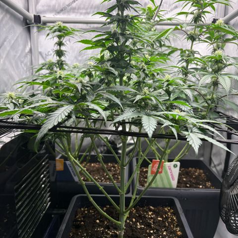 Tropicana Cookies growlog timeline photo