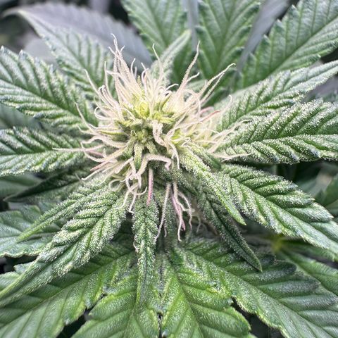 Tropicana Cookies growlog timeline photo